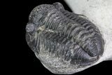 Detailed Austerops & Gerastos Trilobite Association #76981-2